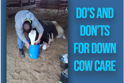 Down cows require immediate attention with assistance from a trained rescue team.