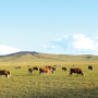 Grazing cows