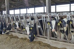 Holstein dairy heifers