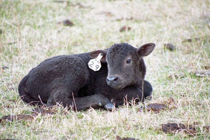BT_Calf