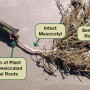 pC14 Beware of Rootless Corn