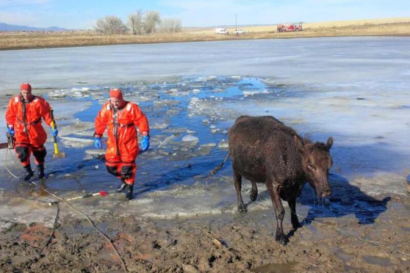 BT_Cow_Frozen_Pond_Ice