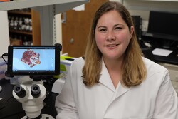 Kathryn Reif, assistant professor in diagnostic medicine and pathobiology at the Kansas State University College of Veterinary Medicine, is leading a project that focuses on optimizing antimicrobial use to control active infection of the hemoparasitic pathogen, Anaplasma marginale, the causative agent of bovine anaplasmosis.