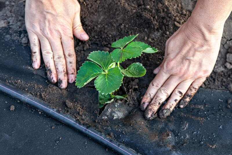 Drip irrigation near a strawberry seedling for water conservation.