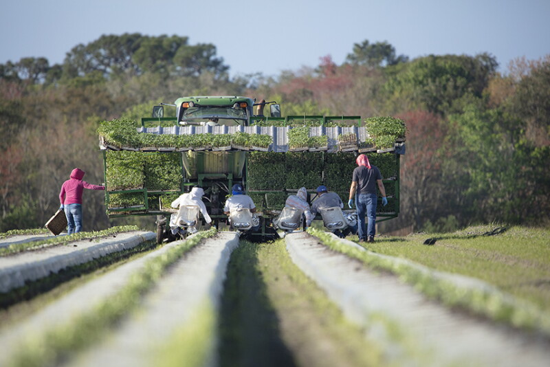 Florida tomato growers after Hurricane Ian