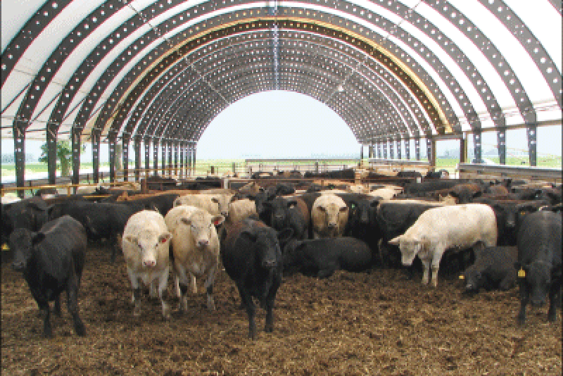 Feeder_Cattle_Hoop_Building