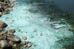 Cyanobacteria