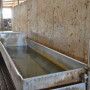 Throughout the day, cows will spend approximately 10 to 60 minutes drinking water. 