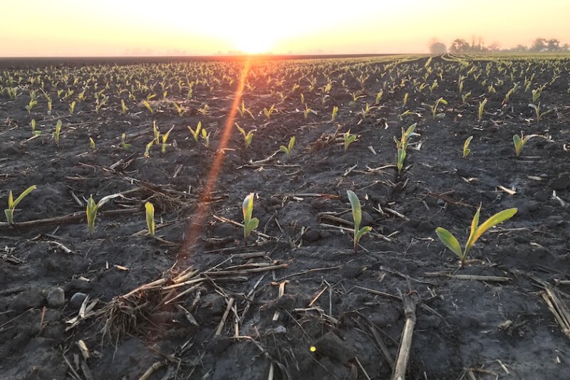 Traders said that the recent sell-off may have sparked some buying interest from importers that had viewed U.S. corn as too expensive when compared to supplies from other countries.