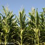 Corn field - Lindsey Pound