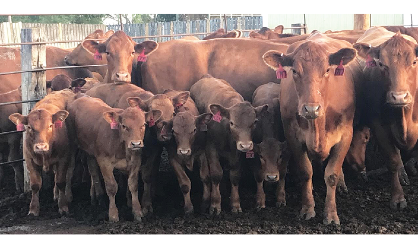 U.S. cattle inventory edges lower