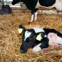 Newborn Holstein Calf_Adobe Stock