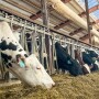 Heifers_Taylor Leach