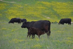 BT_Kentucky_Cow_Calf