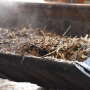 Moving compost at pig farm