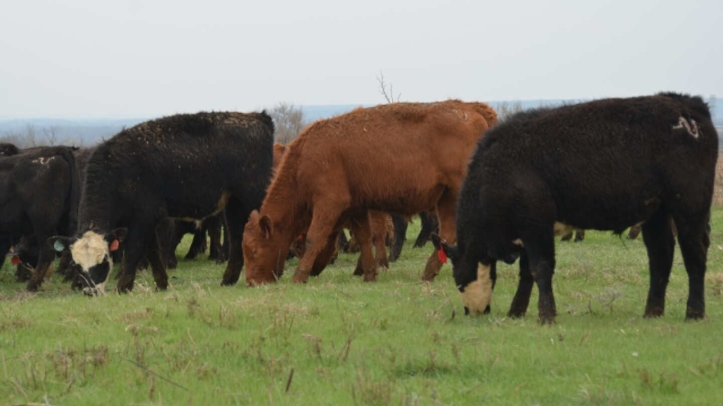 Cattle Producers: Is It Time for a Budget Checkup? - Drovers
