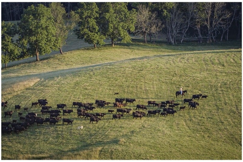 Simmental cattle