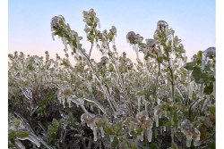 Growers use overhead field irrigation to protect their fruit from frost.