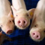 Pigs looking up at camera