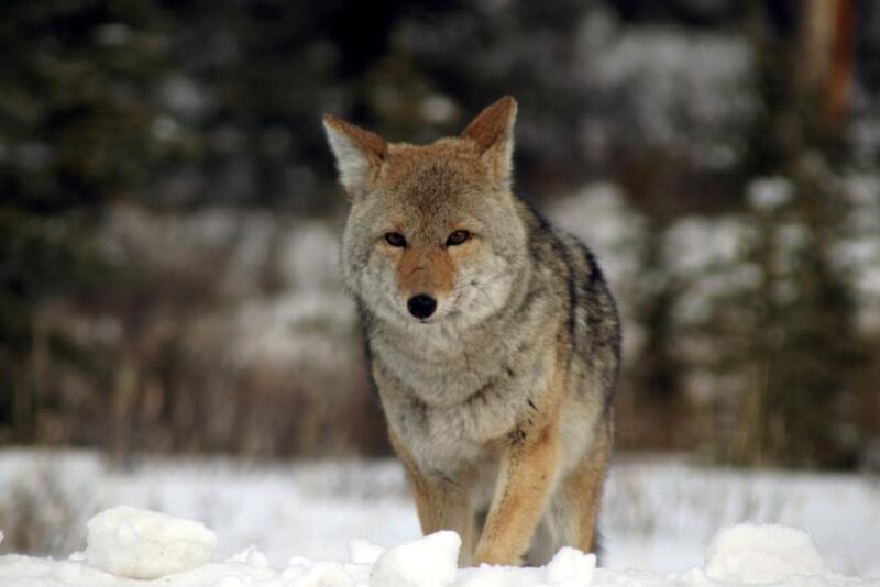 A proposal in Oregon seeks a ban on coyote-hunting contests, but the language runs afoul of the state's constitution which also permits strip clubs as free speech.