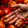 Grow-NY selects 18 finalists.