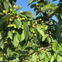 Early, unripened cherry fruit on a tree