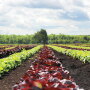 A field of lettuce grown for Vegpro International’s Attitude Fraiche Gourmet Duo packs.