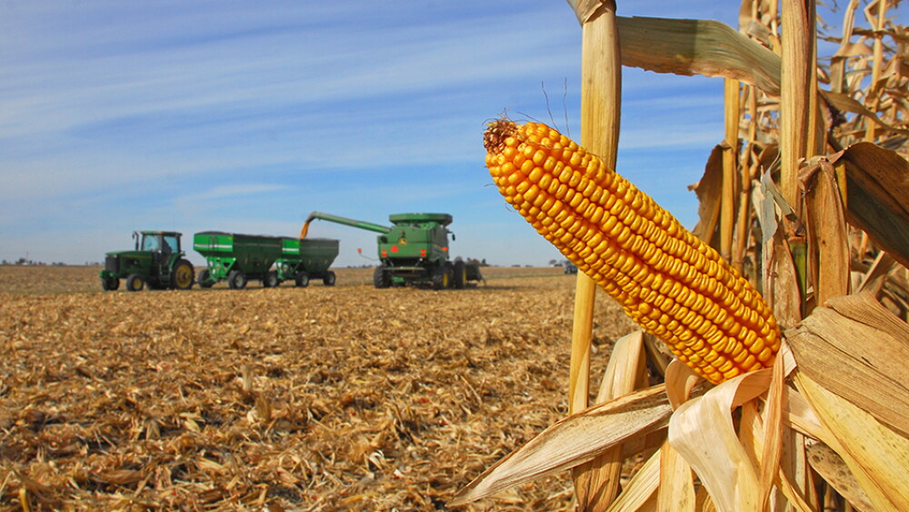 corn harvest