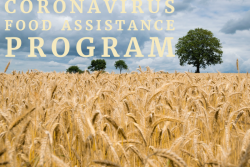 USDA announced updates to CFAP 2, with the biggest revisions occurring for contract producers of livestock and specialty crops. The deadline is now October 12 to sign up or make modifications to existing applications.