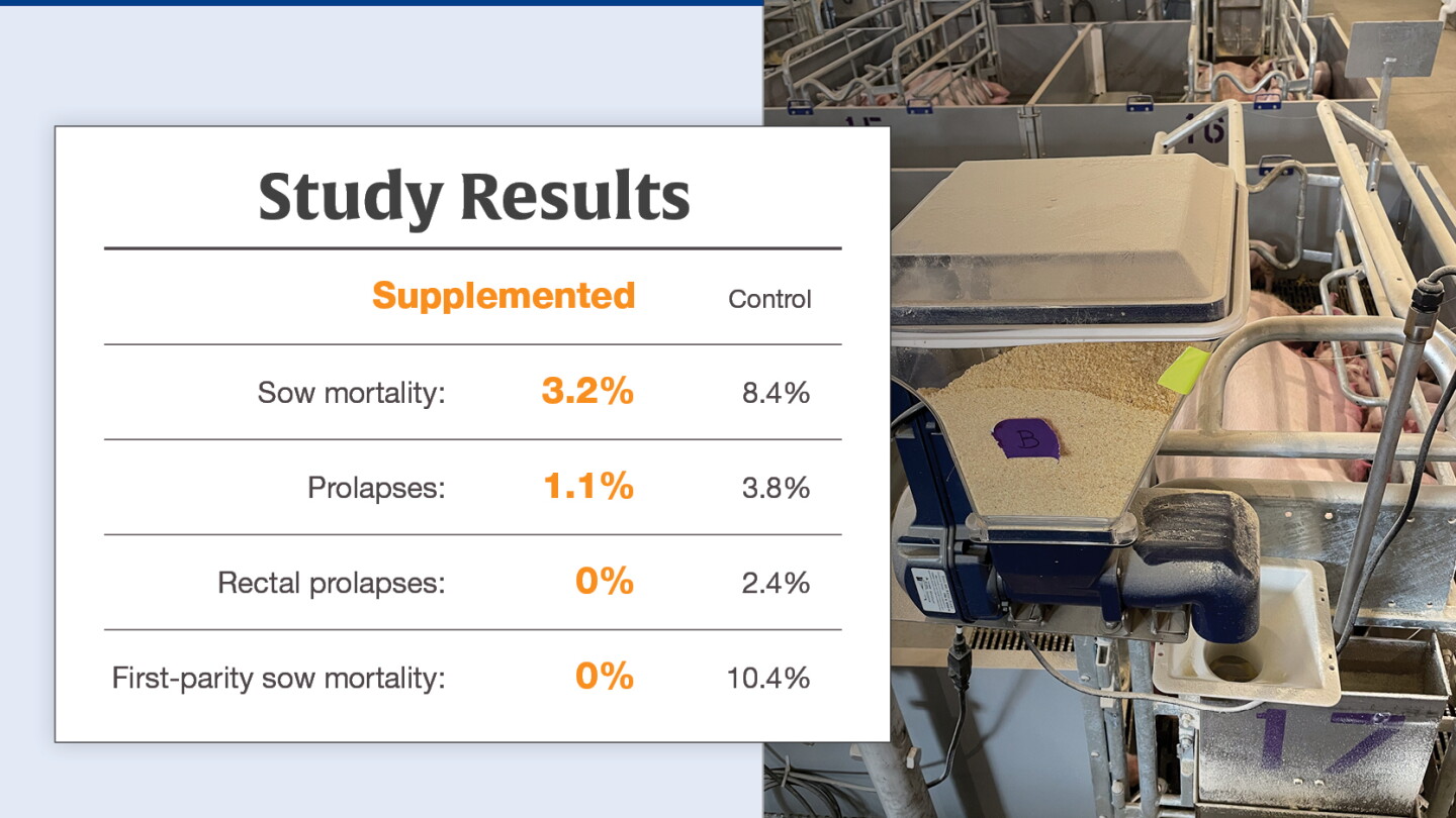 Is Nutrition Impairing Sow Health and Livability?