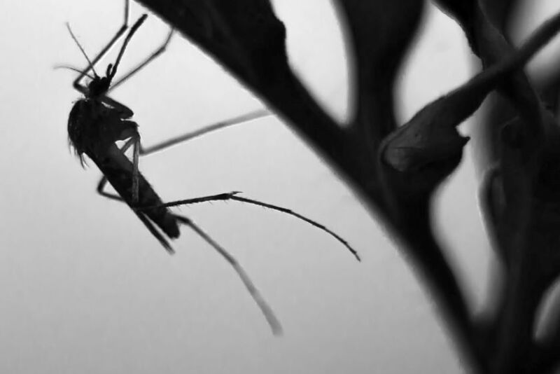 Mosquito by Canva.com in black and white