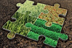 acreage puzzle