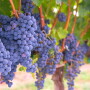 Growers in California have a new tool to control Powdery Mildew starting this season. Lallemand Plant Care announced today the registration of LALSTOP G46 WG for use against Powdery Mildew.