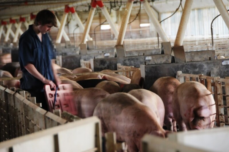 The University of Illinois College of Veterinary Medicine launches a website of biosecurity information for pork producers to learn and implement on their farms.