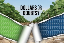 Dollars or Doubts?