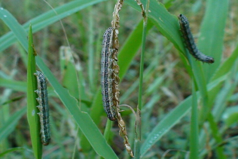 army_worms_1