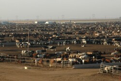 feedyard.jpg