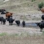 Drought cows