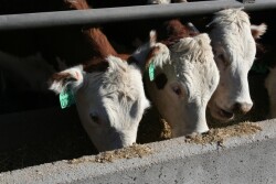 If animals change ownership but remain under the care of the same caretakers, the existing VFD remains valid.