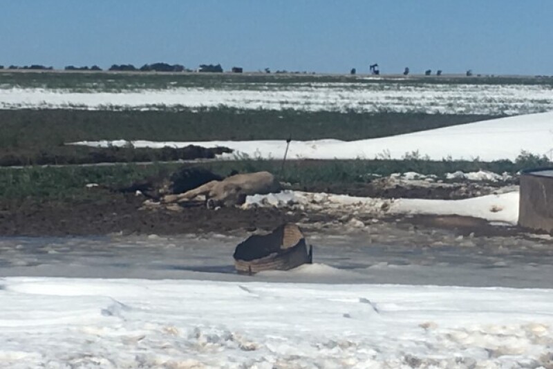 Dead cattle in Boise City, Ok.