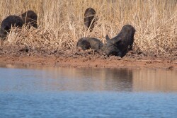 Feral pigs
