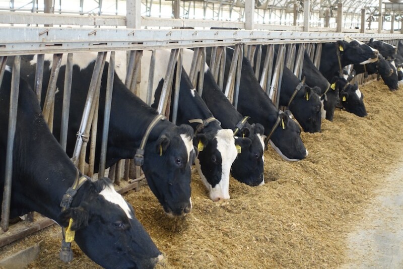“The most important metric for determining a herd’s whole-farm feed efficiency is feed cost per hundredweight of energy-corrected milk sold.”