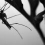 Mosquito by Canva.com in black and white