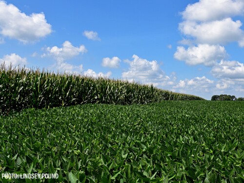 Soybean field beside corn field soybeans clouds - Lindsey Pound