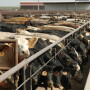 cattle feedyard 2