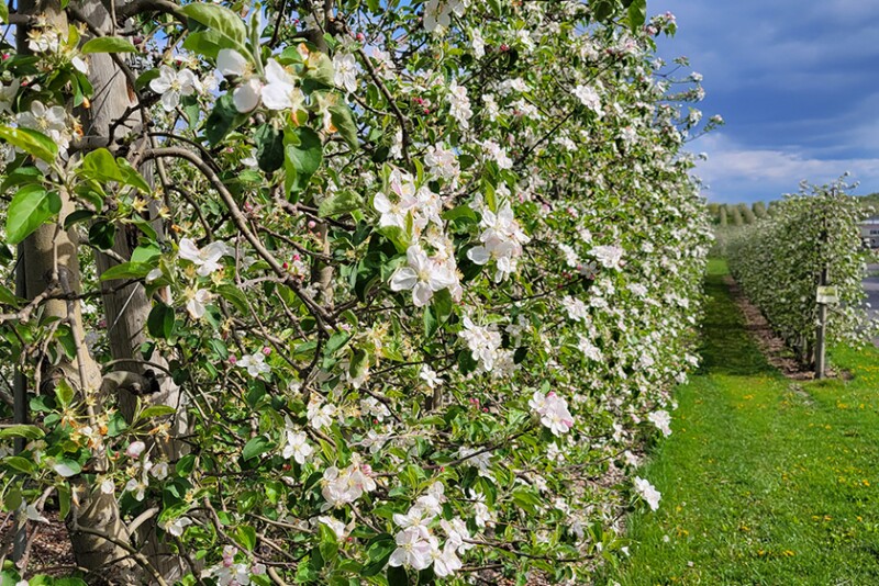 New York state apple orchard blooming