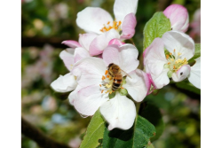 honeybear honeybee