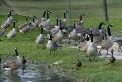 Denver has a growing population of geese.