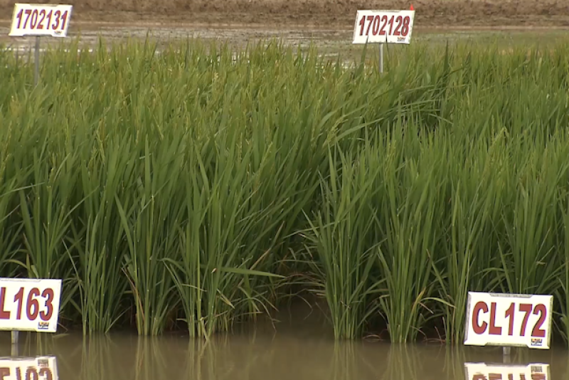 Rice varieties