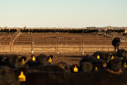 Gardiner Angus Ranch